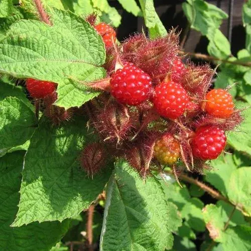 The Natural World Rubus phoenicolasius wijnbes plant P14 winterhard