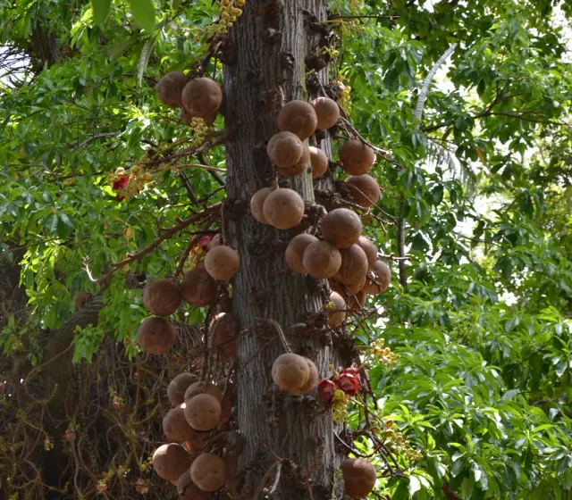 The Natural World Couroupita guianensis kanonskogelboom potplant