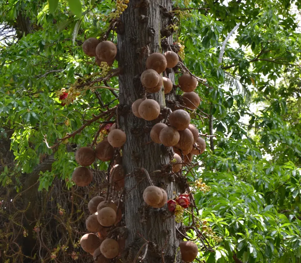 The Natural World Couroupita guianensis kanonskogelboom potplant