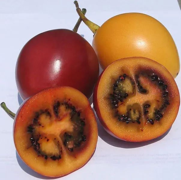 The Natural World Cyphomandra betacea zaden tamarillo