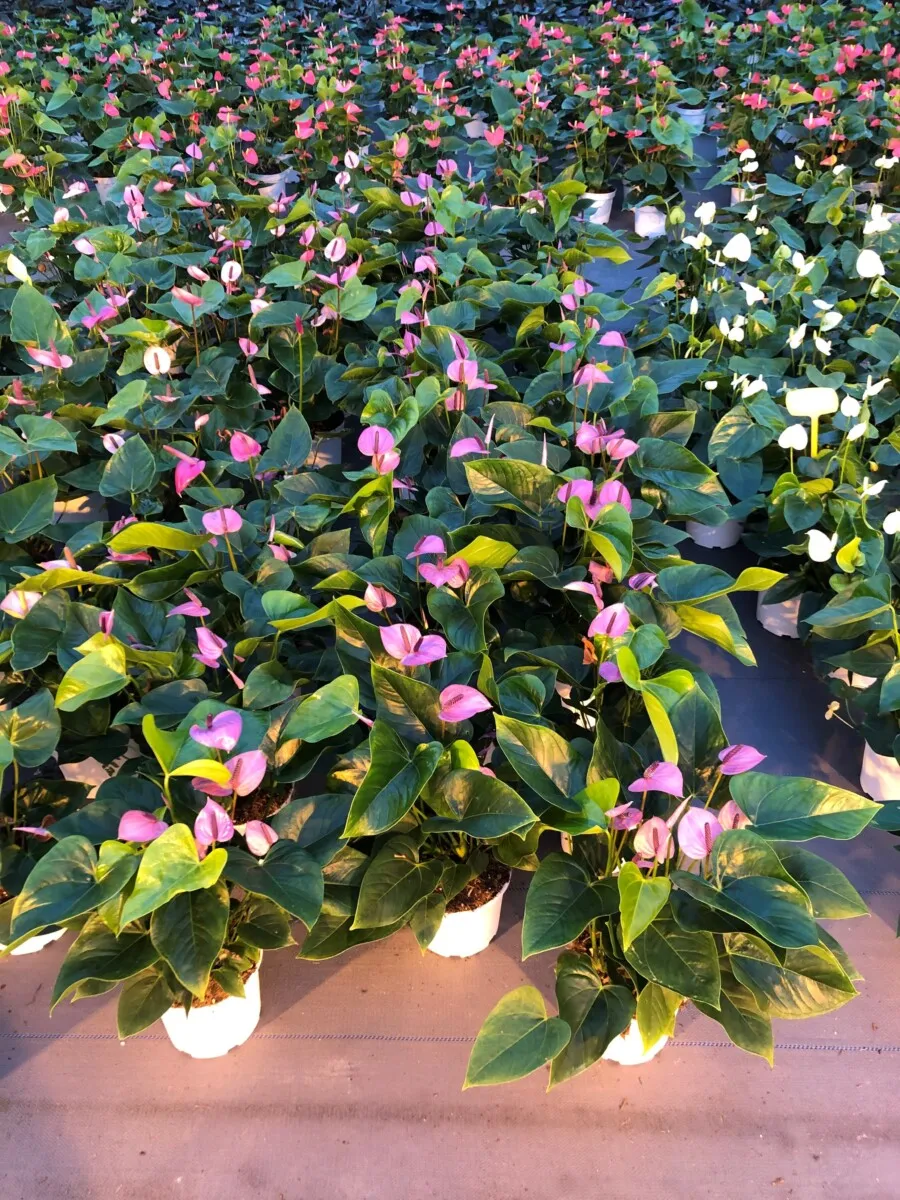 XL-Bloom XL.23 Sakura Lila stekje lila