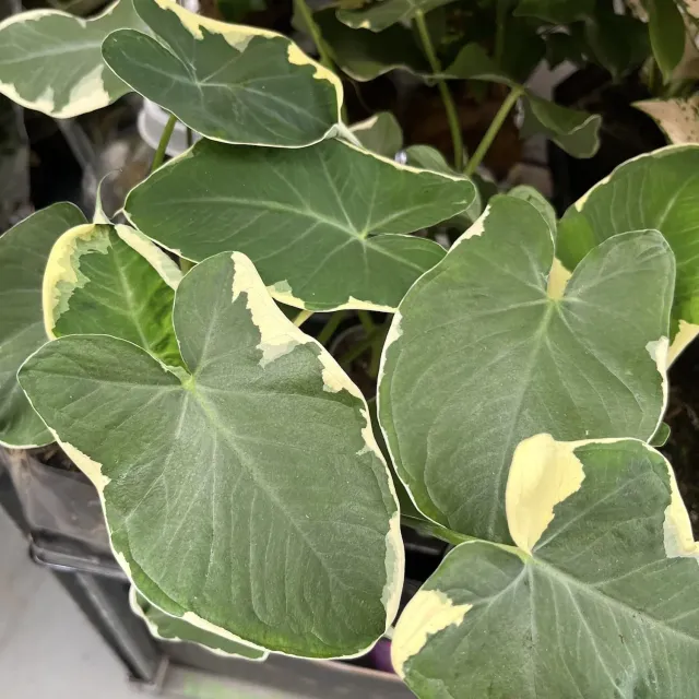The Natural World Xanthosoma Var Monstrosum bladplant groot blad