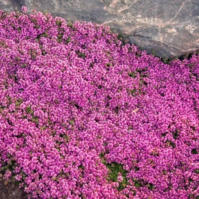 The Natural World Creeping Red kruiptijm tijmplant