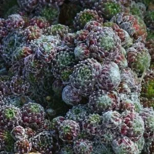 The Natural World Sempervivum rubrum P9 vetplant rood