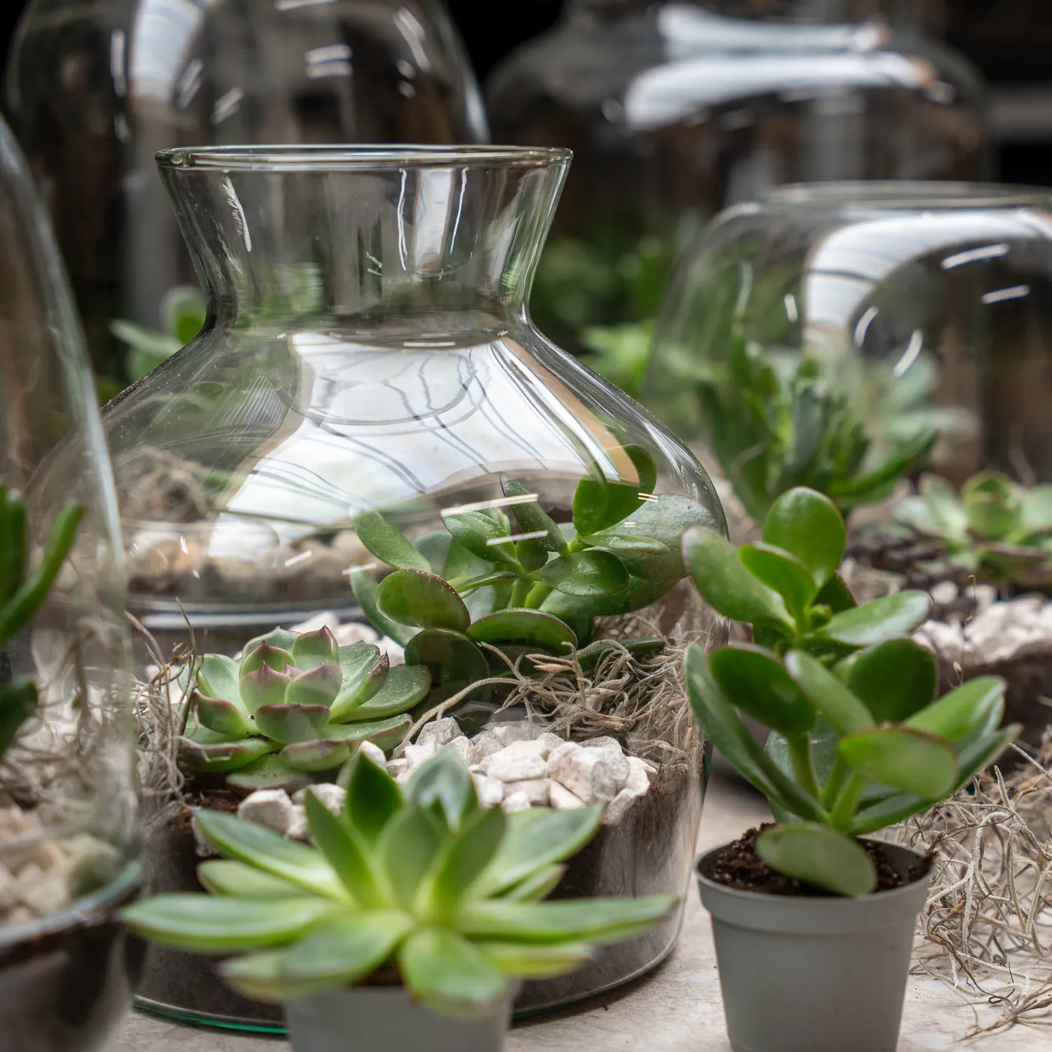 Little Joe Succulent open terrarium DIY kit Ø 20 cm 22 cm