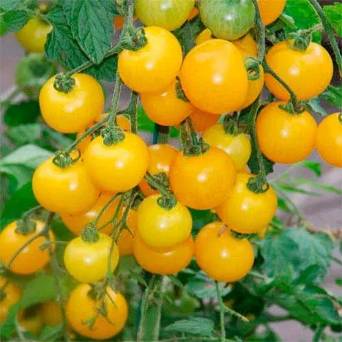 The Natural World Tomaat Gourmandise Yellow tomatenplant eetbaar