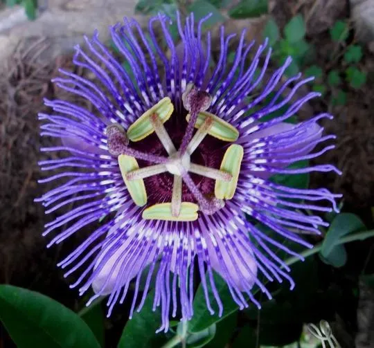 The Natural World Passiflora Purple Haze plant paars