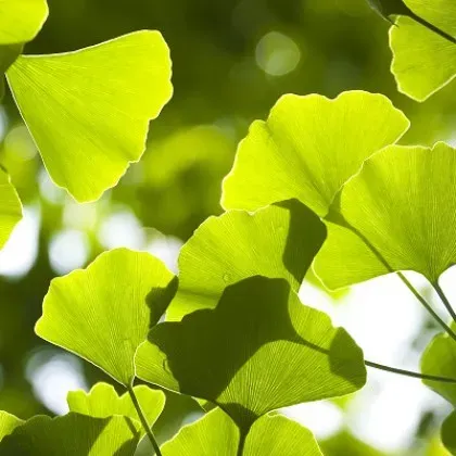 The Natural World Ginkgo biloba boom klein