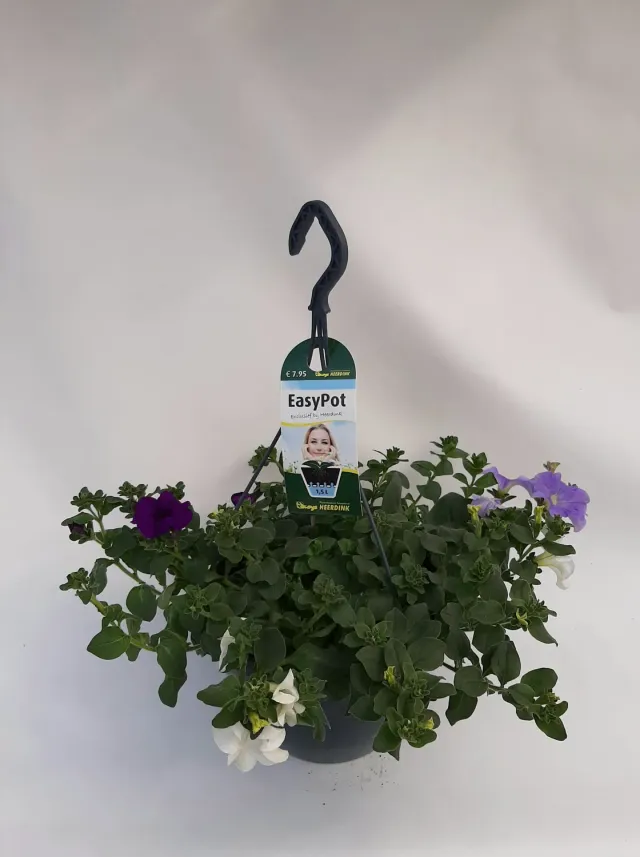 Tuincentrum Heerdink Fanfare hangpetunia rijkbloeiend