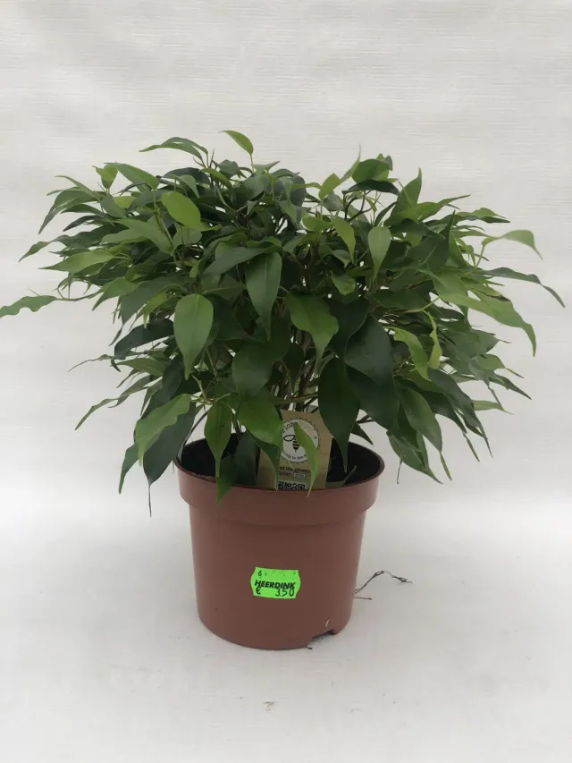 Tuincentrum Heerdink Ficus benjamina Natasja kamerplant klein blad