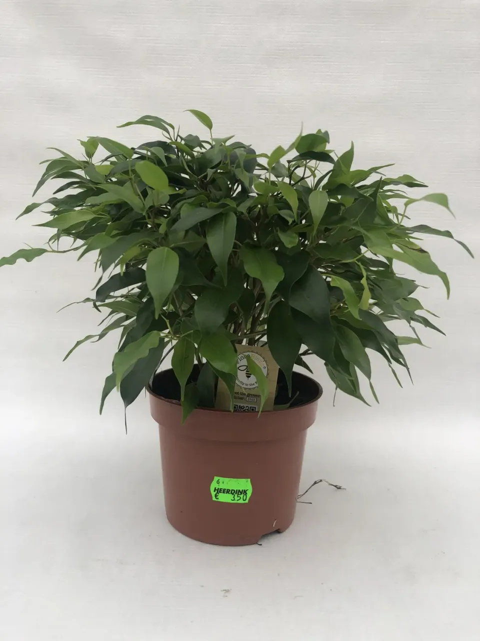 Tuincentrum Heerdink Ficus benjamina Natasja kamerplant klein blad