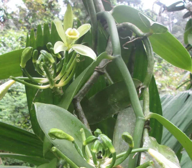 The Natural World Vanilla planifolia vanilleplant klimmend