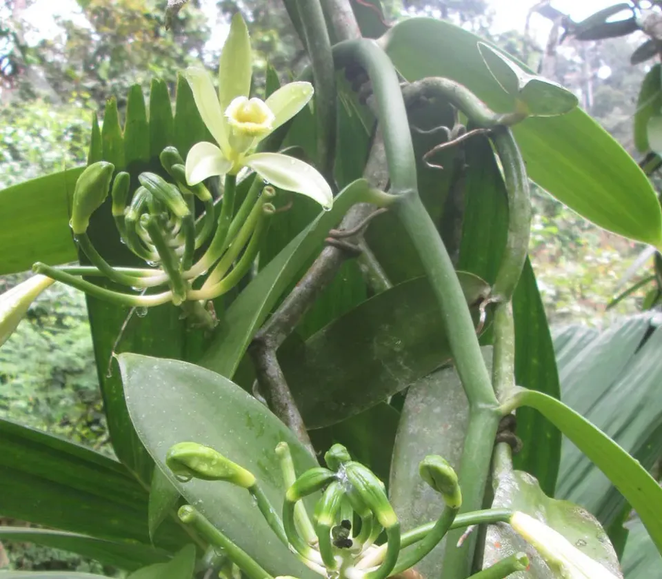 The Natural World Vanilla planifolia vanilleplant klimmend
