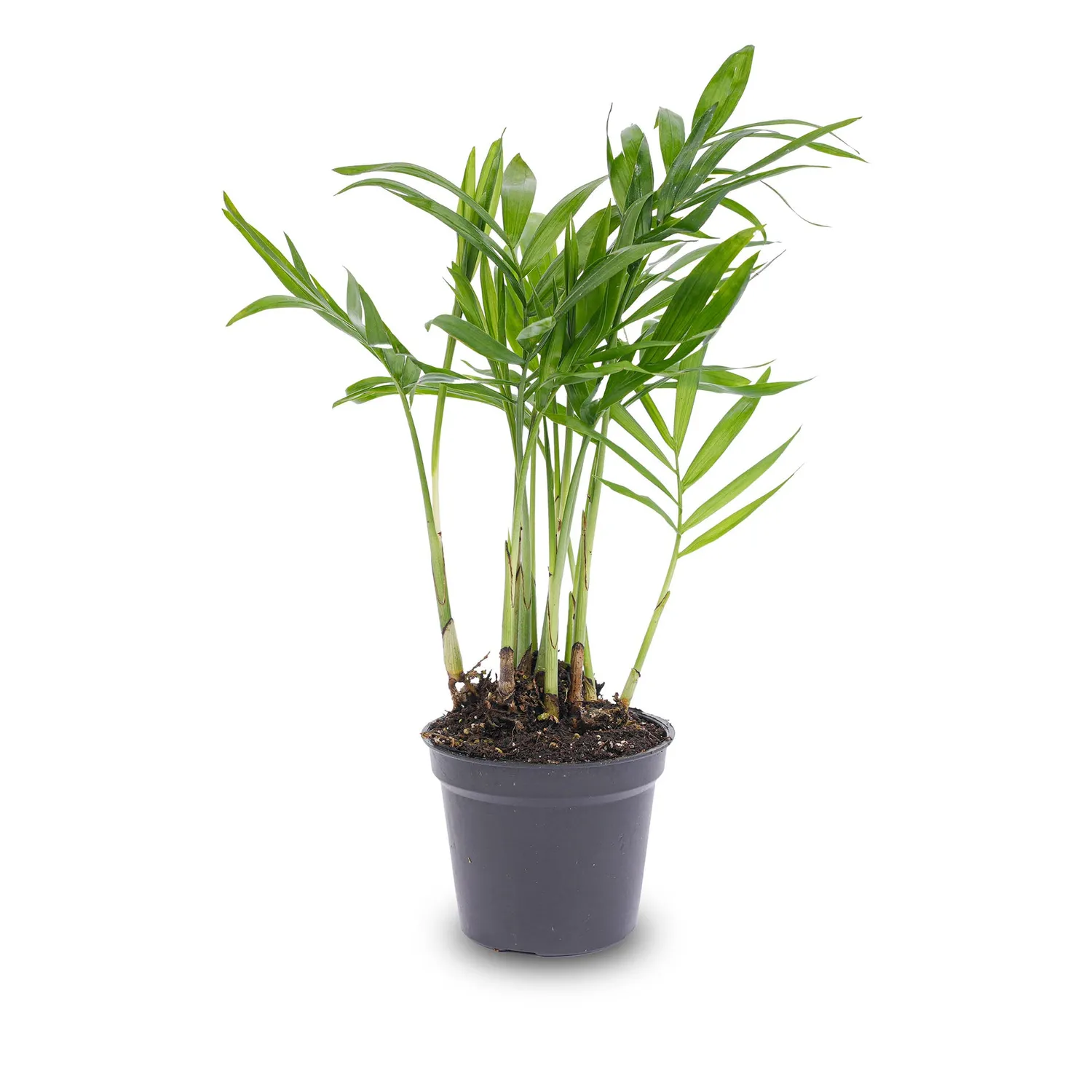 Urbanjungl Bergpalm Chamaedorea elegans baby plant 6 cm