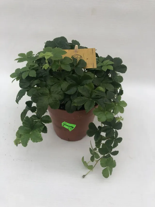 Tuincentrum Heerdink Striata suikerdruifje klimplant eetbaar