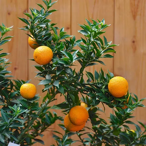 The Natural World Citrus myrtifolia chinotto plant bitterzoet