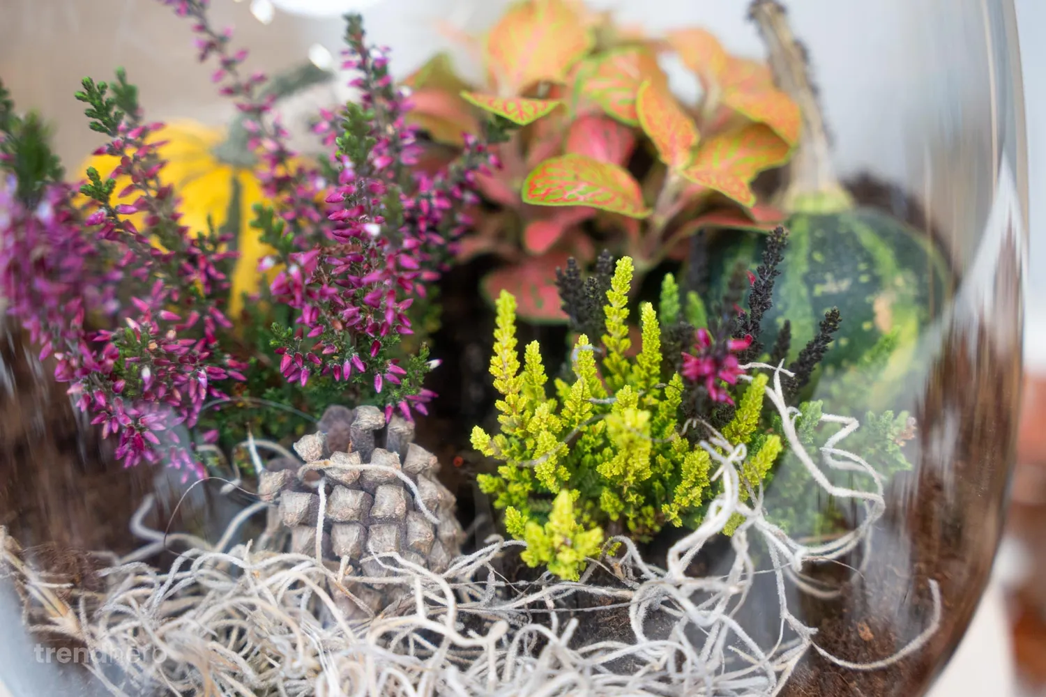 Urbanjungl Dennenappels Klein decoratie 10 stuks 4-6 cm