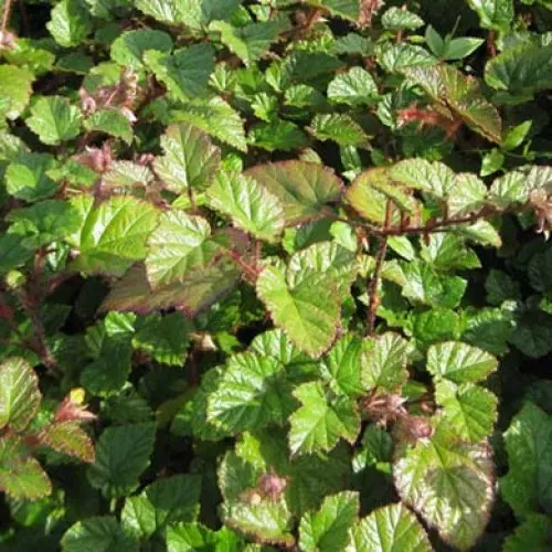 The Natural World Rubus tricolor braamplant P9 bodembedekker