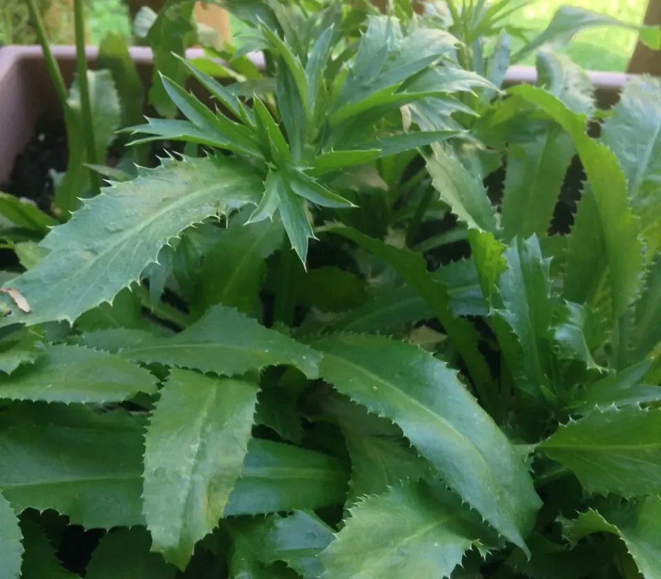 The Natural World Eryngium foetidum zaden culantro eetbaar