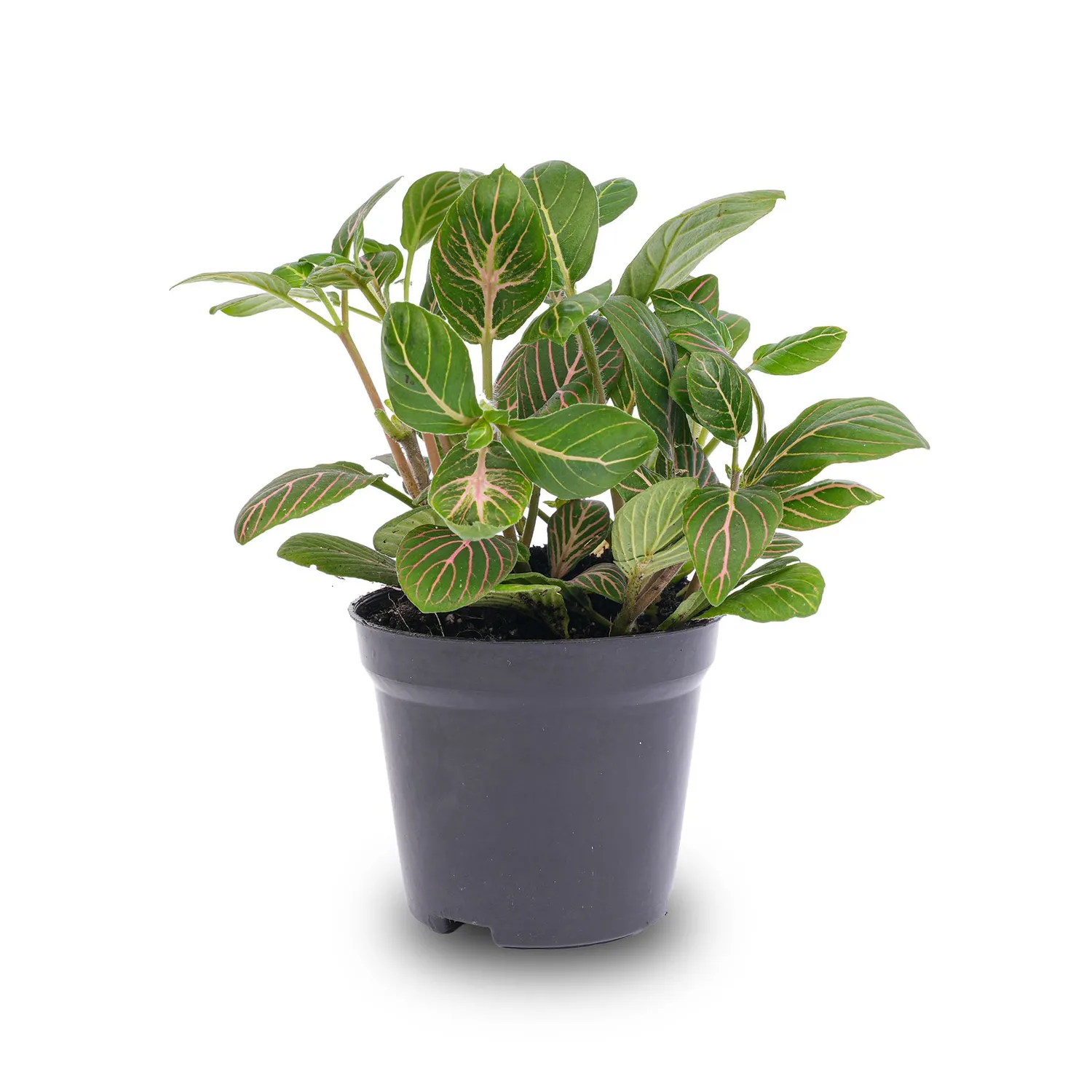 Urbanjungl Fittonia Joly Josan mozaiekplant rood 10 cm