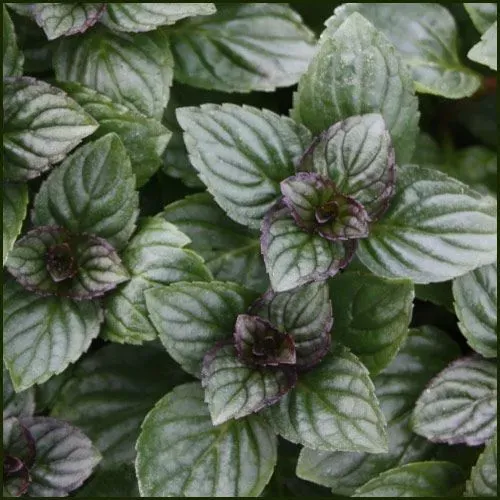 The Natural World Mentha After Eight muntplant eetbaar
