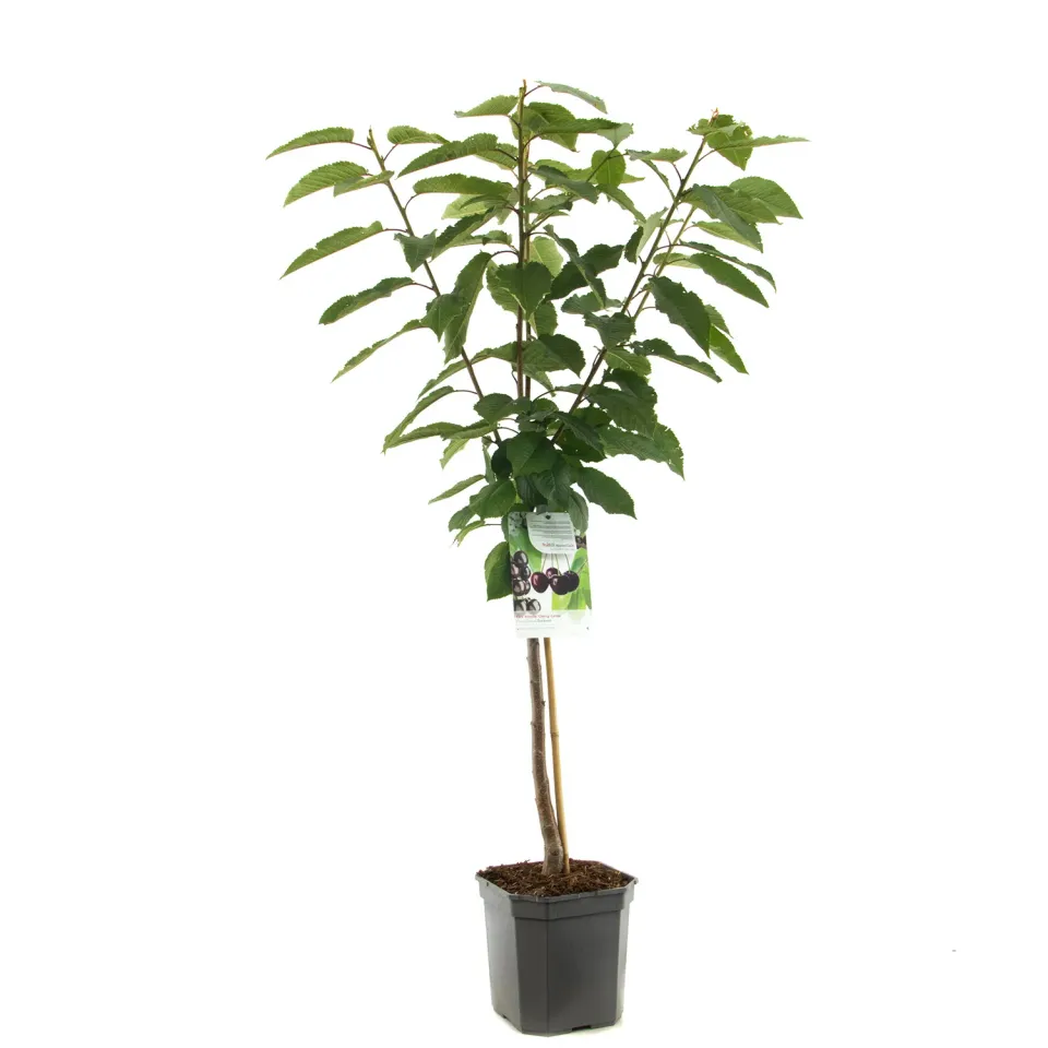 Tuincentrum Heerdink Sunburst kersenboom zoet zelfbestuivend