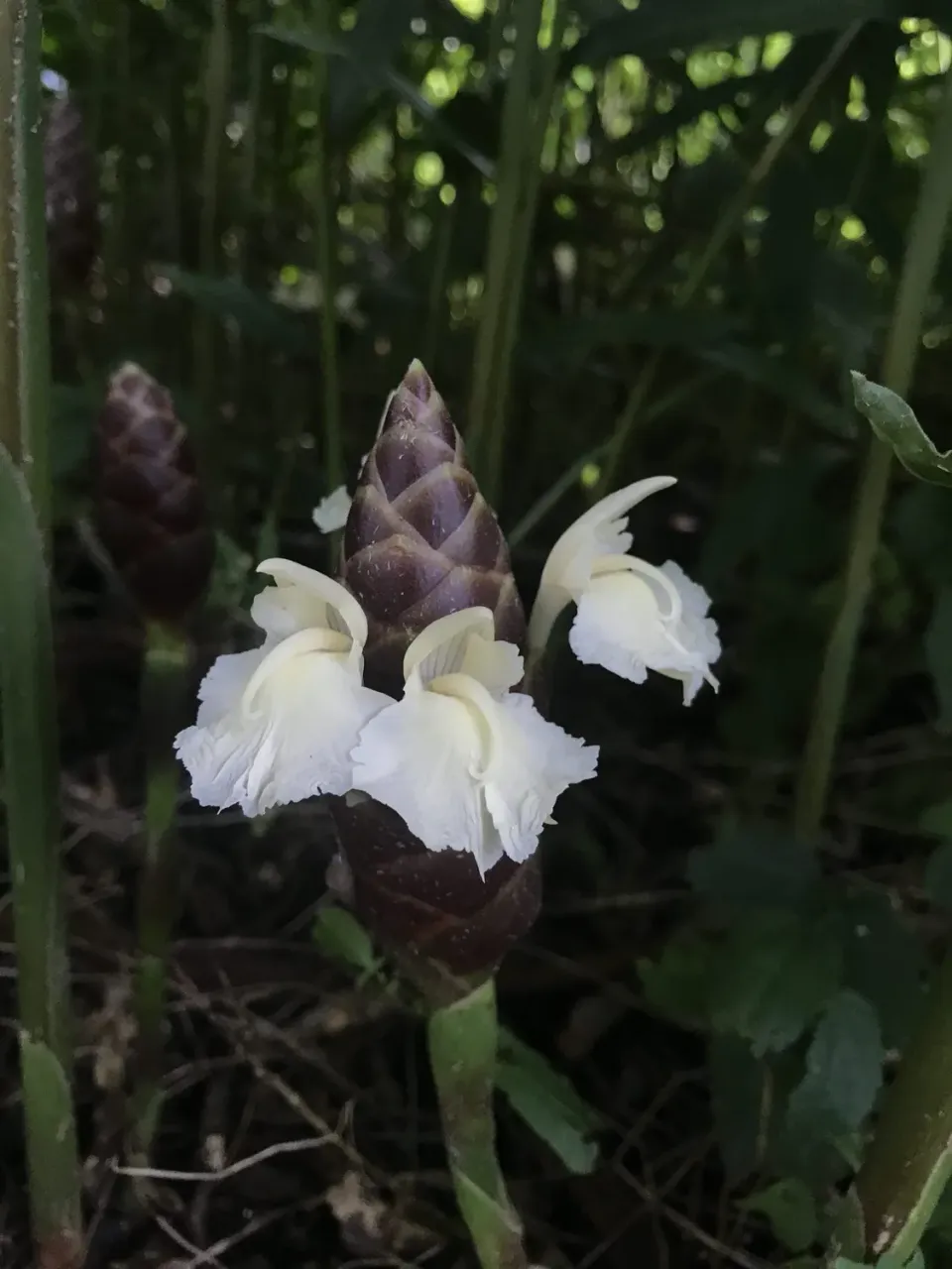 The Natural World Zingiber montanum gemberplant eetbaar