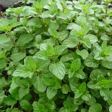 The Natural World Mentha Eau de Cologne munt plant P9