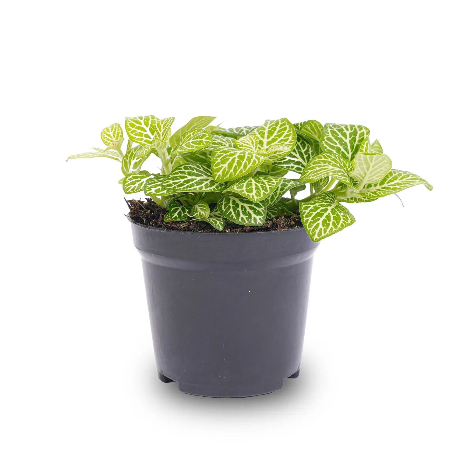 Urbanjungl Fittonia Joly Lemon Mozaïekplant 10 cm