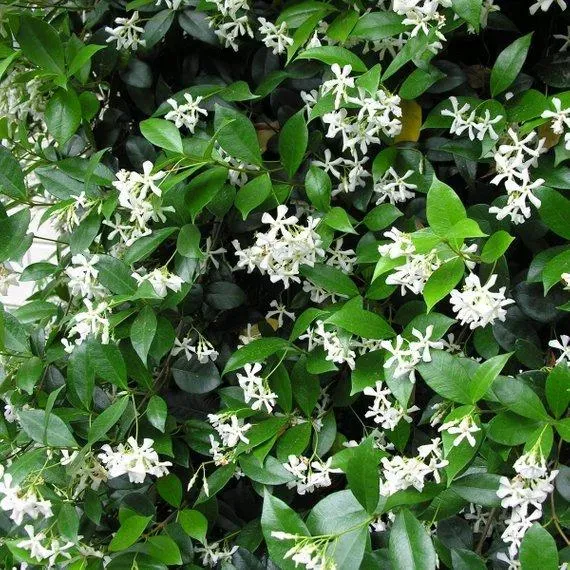 The Natural World Trachelospermum jasminoides sterjasmijn geurend