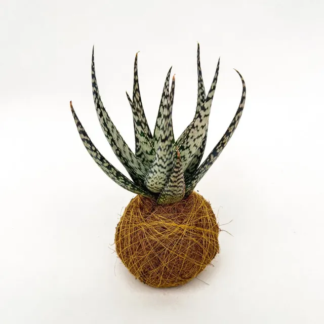 House of Koko Vera Wave kokedama zonder schaaltje