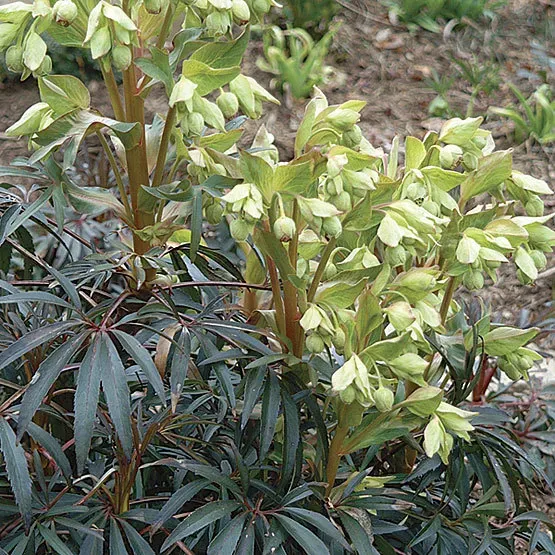 The Natural World Helleborus foetidus plant wintergroen