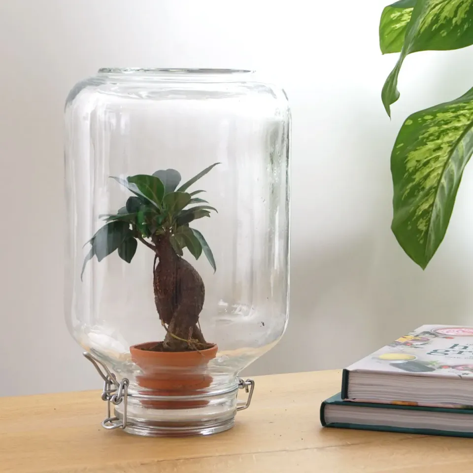 Easyplant Bonsai Fido terrarium DIY kit Ø18 cm