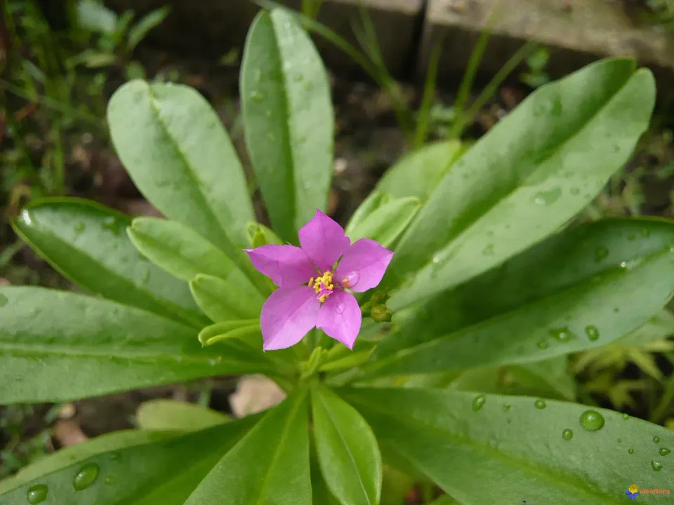 The Natural World Talinum fruticosum spinazieplant eetbaar blad