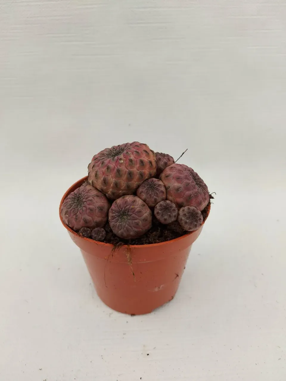 Tuincentrum Heerdink Rebutia Muscula Cactus Klein