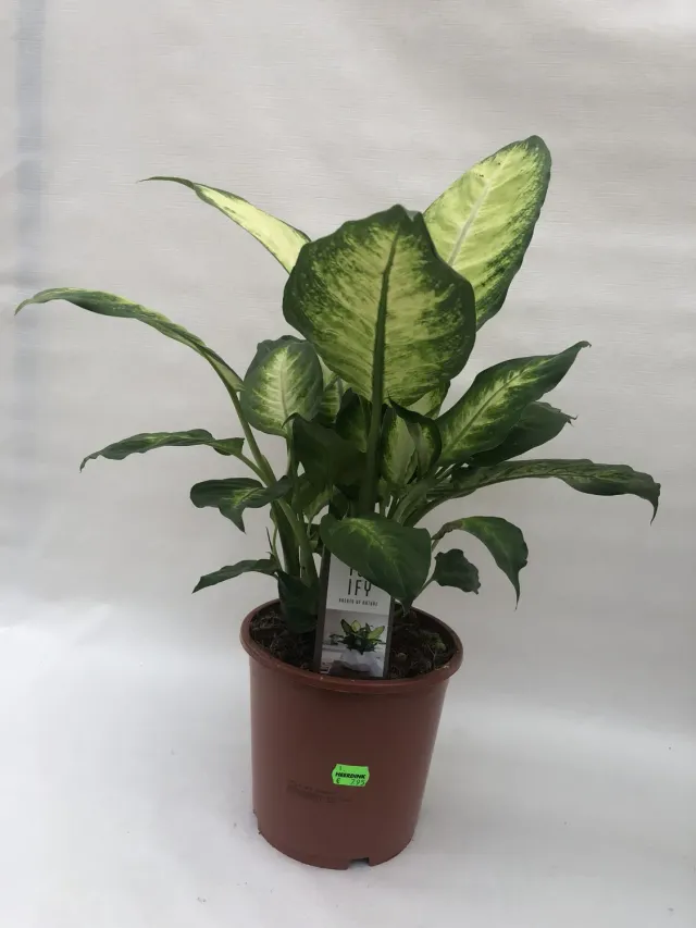 Tuincentrum Heerdink Dieffenbachia seguine Camilla kamerplant bont blad