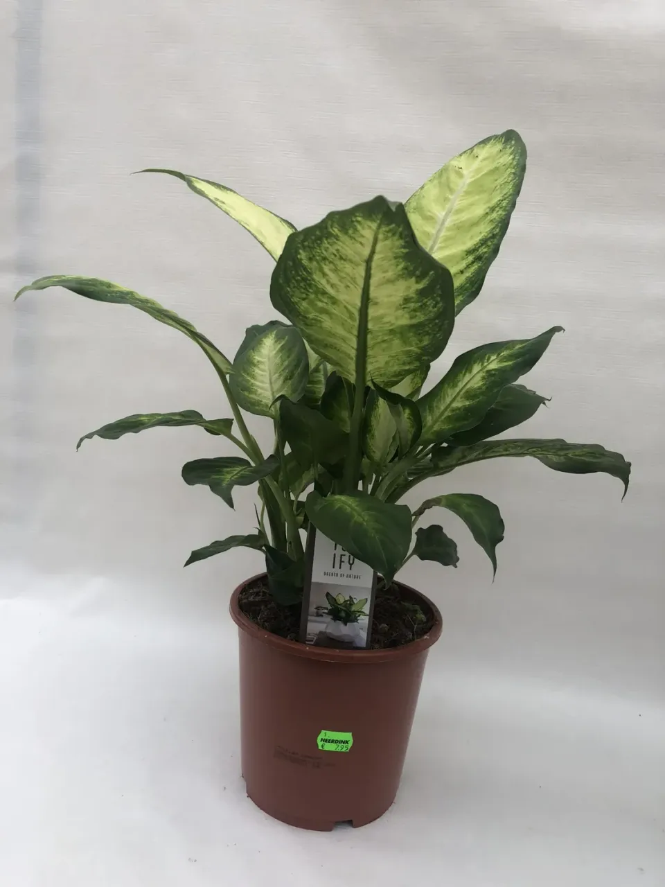 Tuincentrum Heerdink Dieffenbachia seguine Camilla kamerplant bont blad