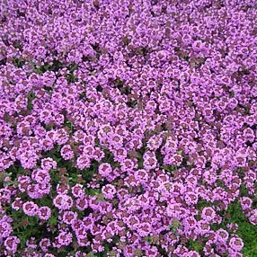 The Natural World Thymus citriodorus Lammefjord tijmplant