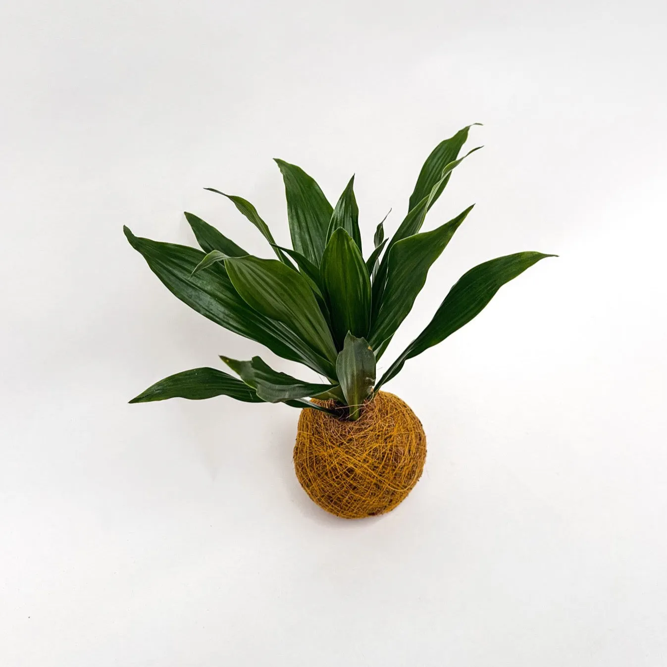 House of Koko Green Jewel kokedama zonder schaaltje
