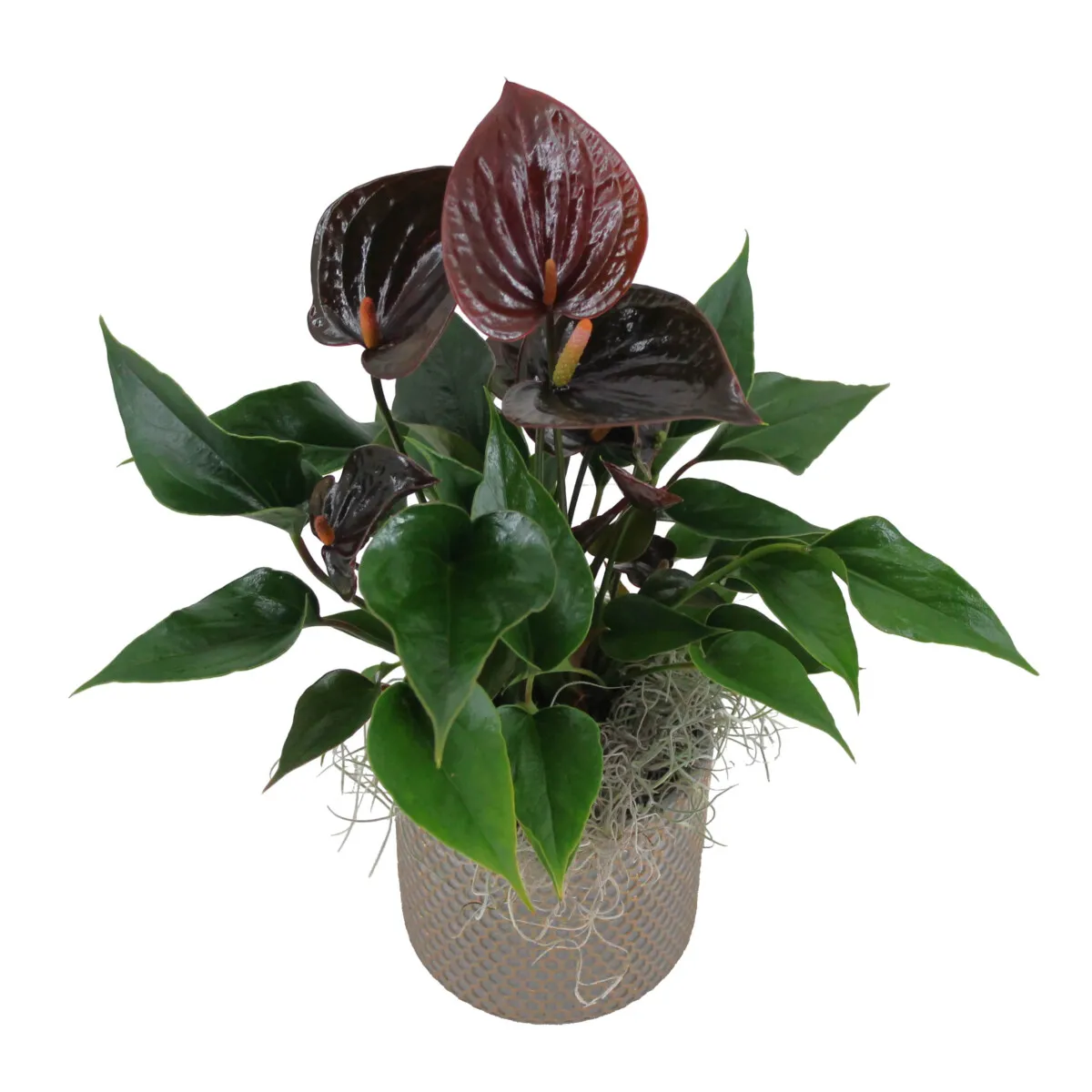 XL-Bloom YoungPlants XL.106 Chelsey Chocolate plant P6