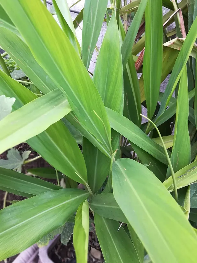 The Natural World Laos galanga plant P9 pot pittig