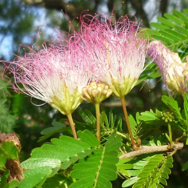 The Natural World Calliandra Surinamensis kuipplant C2 roze