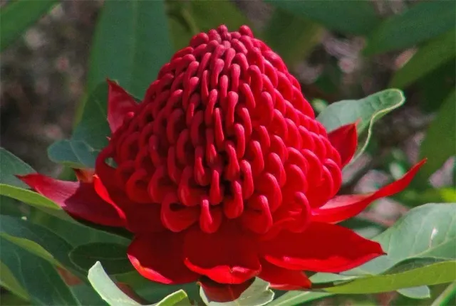 The Natural World Telopea Speciosissima plant rood bloeiend