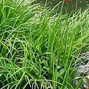 The Natural World Acorus gramineus Licorice P9