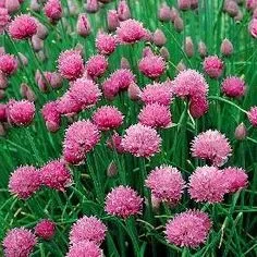 The Natural World Allium Rising Star sierui P9