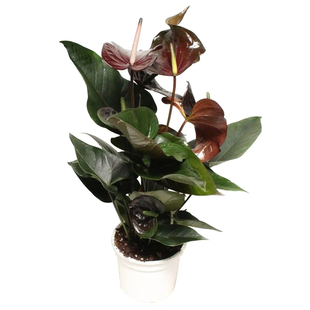 XL-Bloom YoungPlants XL.20 bloempot Paris zwart