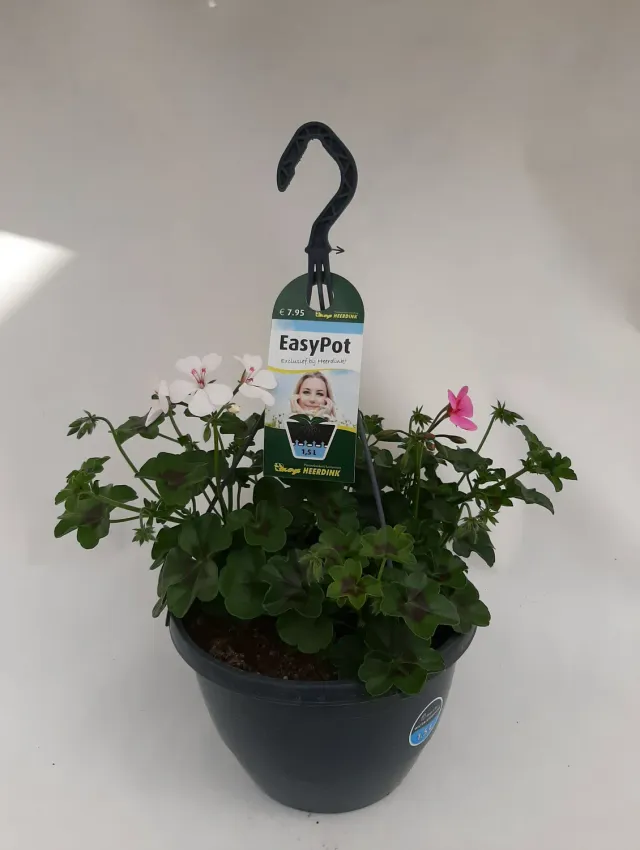 Hangeranium mix balkonplant hangende bloemen