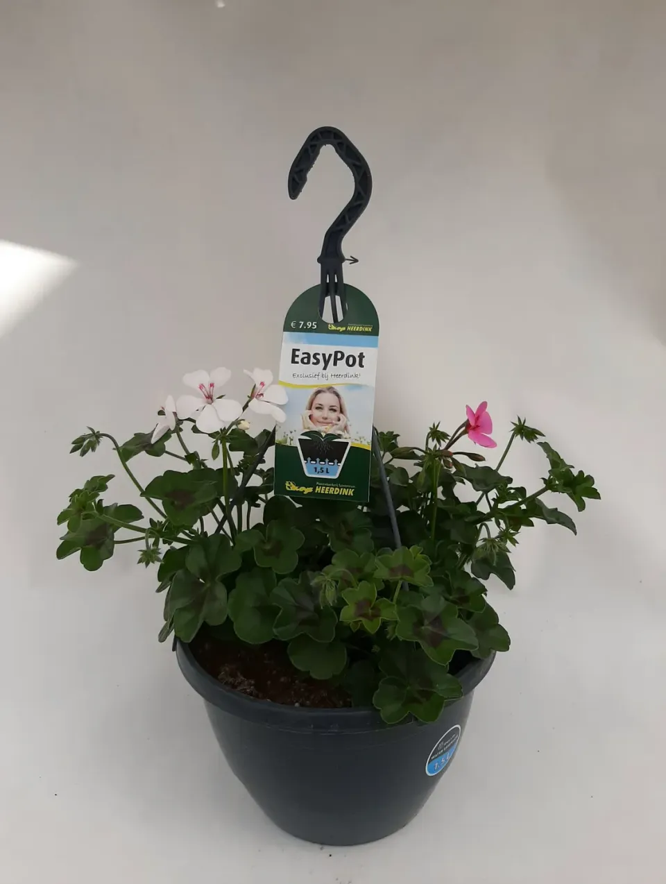 Hangeranium mix balkonplant hangende bloemen
