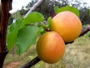 Tuincentrum Heerdink Prunus Hongaarse abrikozenboom eetbaar