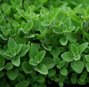 The Natural World Origanum syriacum kruid P9 zaatar